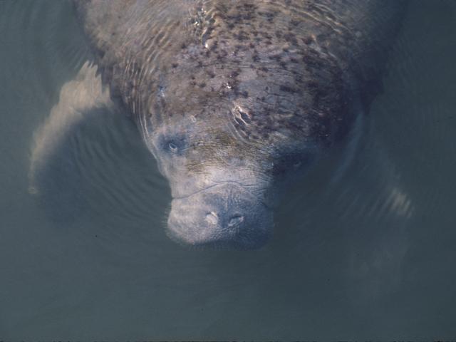 Manatee